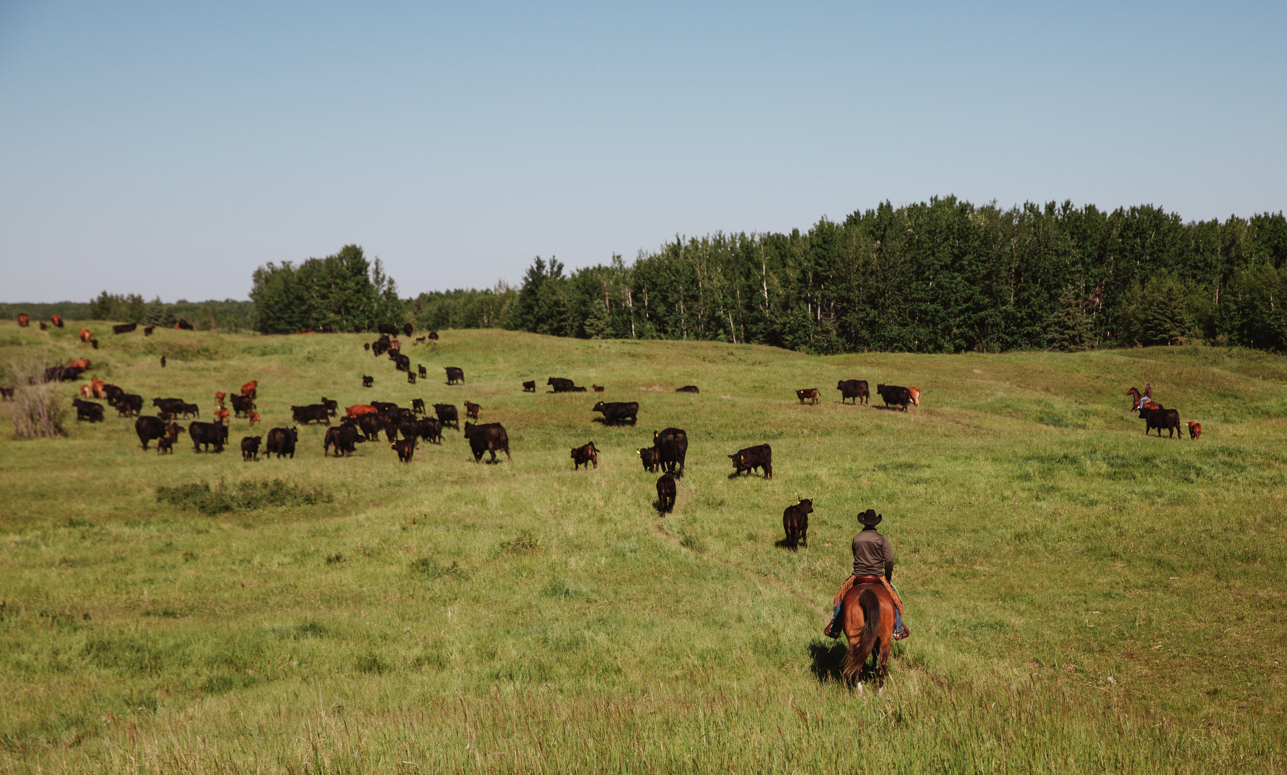 Driving cattle on the range.