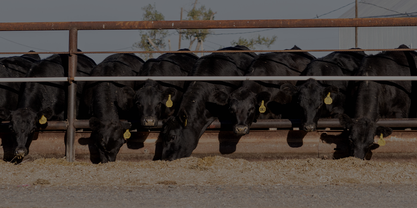 Filtered_Low Carbon Beef_1440720 Page Banner